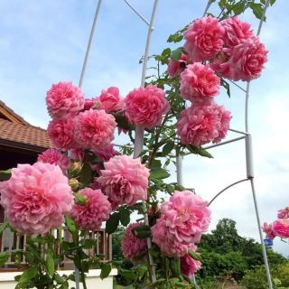 Hồng leo rễ trần