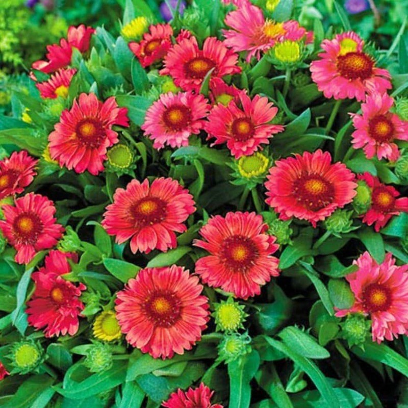 HẠT GIỐNG HOA CÚC CÔNG CHÚA Hoa Chăn Gaillardia  Hạt Đẹp Tươi Sáng Hoa Cắt Lớn