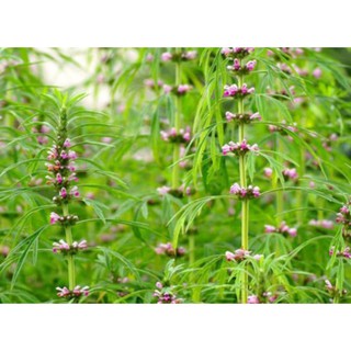 hạt giống cây ích mẫu con