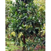 Cây giống Cà phê mít