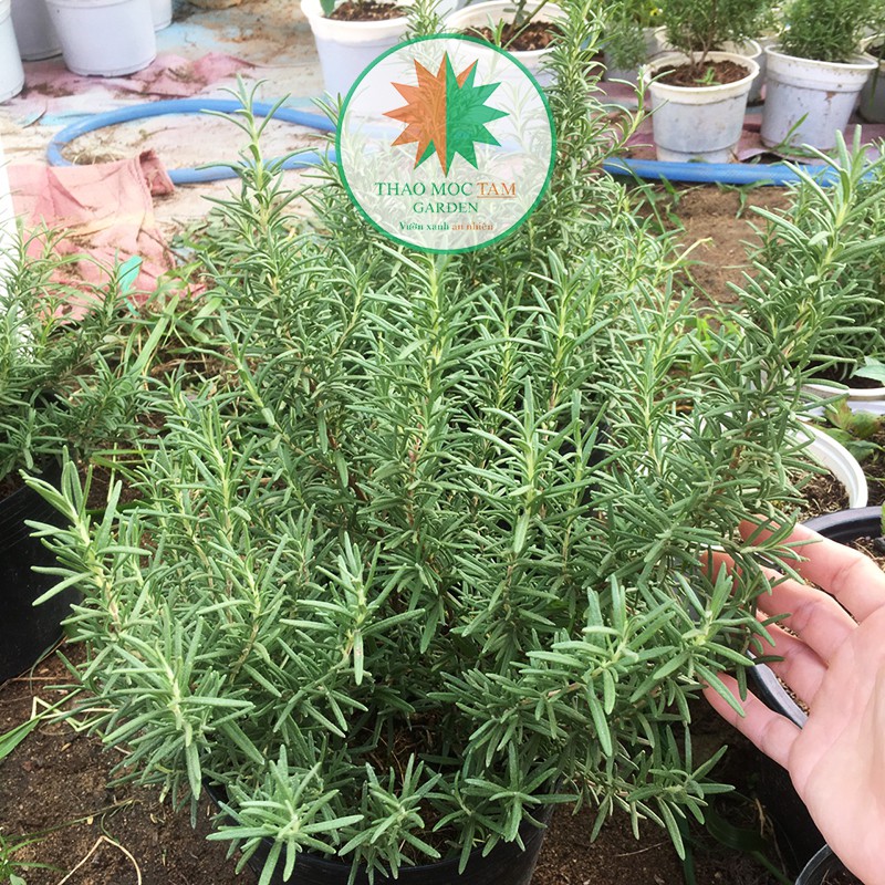 Chậu cây Hương Thảo lớn / Cây Rosemary - Cây trồng trực tiếp ở vườn Thảo Mộc Cam Ranh, khí hậu nắng nóng miền trung