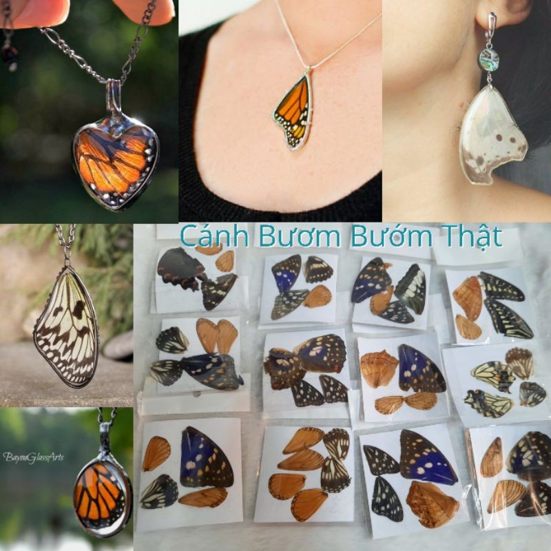 Real Butterfly Wings sử dụng trong Resin Handmade [ Vui lòng đọc kỹ mô tả sản phẩm trước khi mua hàng]