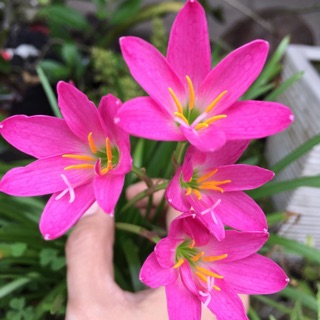 Chậu huệ mưa hồng, trắng