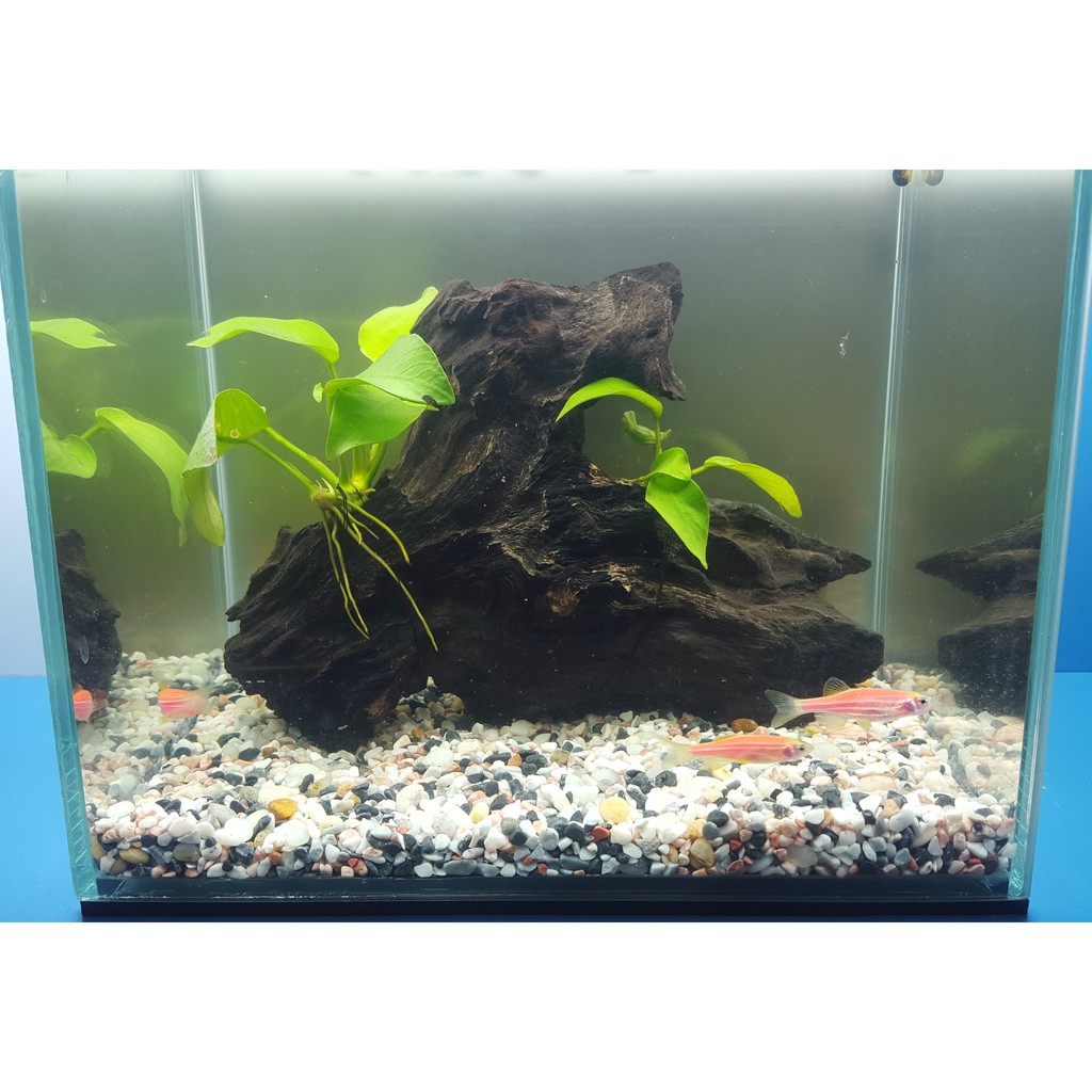 Trọn Bộ Hồ Cá Thủy Sinh Phong Thủy để bàn làm việc-Combo 4: Bể cá 20x15x18,CÂY Thủy Sinh, SỎI, LŨA T