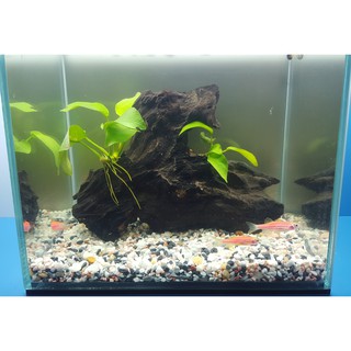 Trọn Bộ Hồ Cá Thủy Sinh Phong Thủy để bàn làm việc-Combo 4: Bể cá 20x15x18,CÂY Thủy Sinh, SỎI, LŨA TrangTrí. TẶNG KÈM CÁ