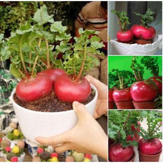 Hạt giống củ cải đỏ khổng lồ ( CỦ CẢI THẦN TÀI )
