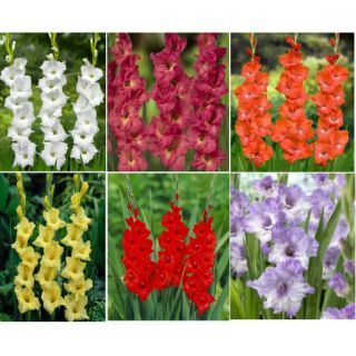 CỦ HOA lay ơn - củ hoa đơn hà lan