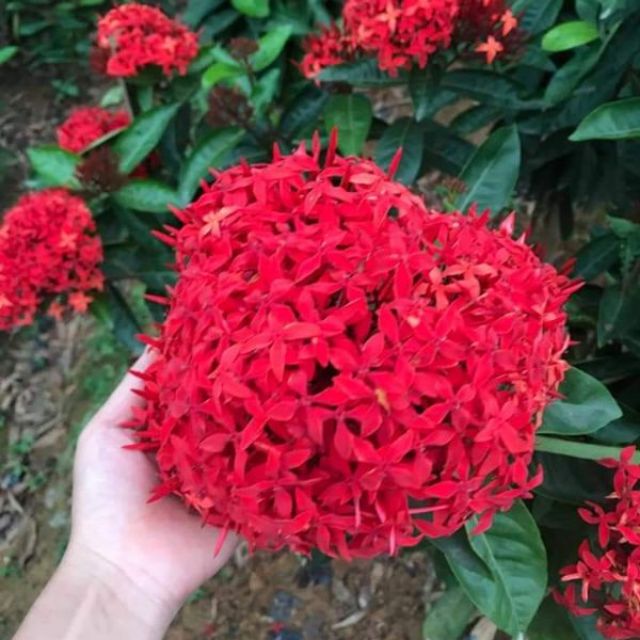 Cây giống mẫu đơn  đủ màu