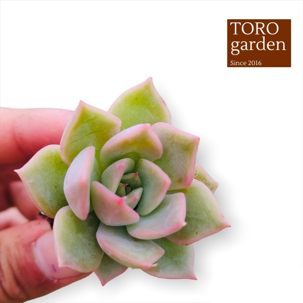 Sen đá đế vương xám Đà Lạt size mini cây cảnh trang trí nhà cửa Toro garden