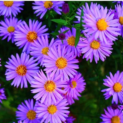 Hạt Giống Hoa Thạch Thảo 0.2gr