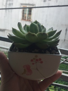 Chậu gốm sứ Nhật mini