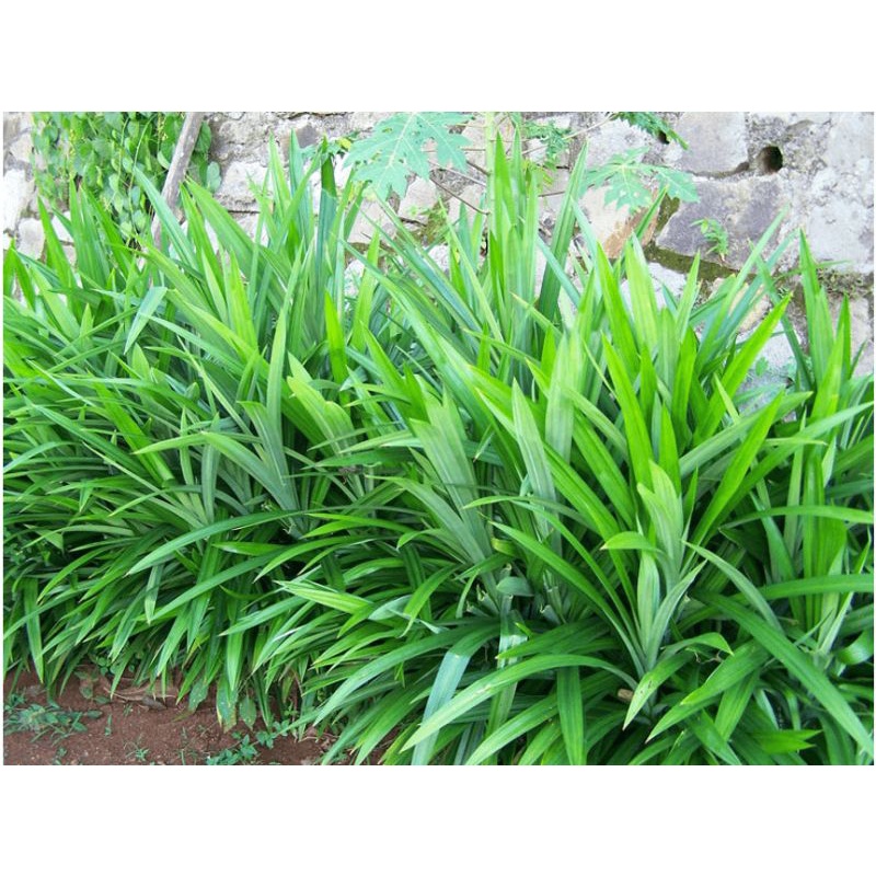 Cây Lá Nếp  4 cây