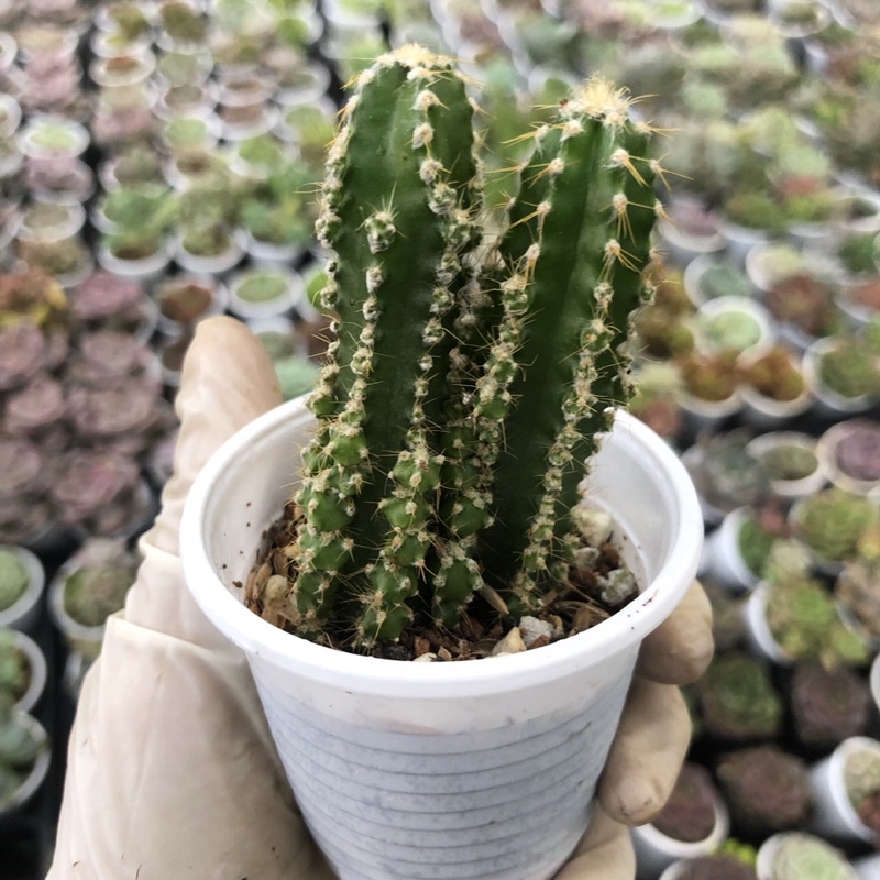 Xương Rồng Thanh Sơn Size Bầu 5cm Hư 1 Đổi 1