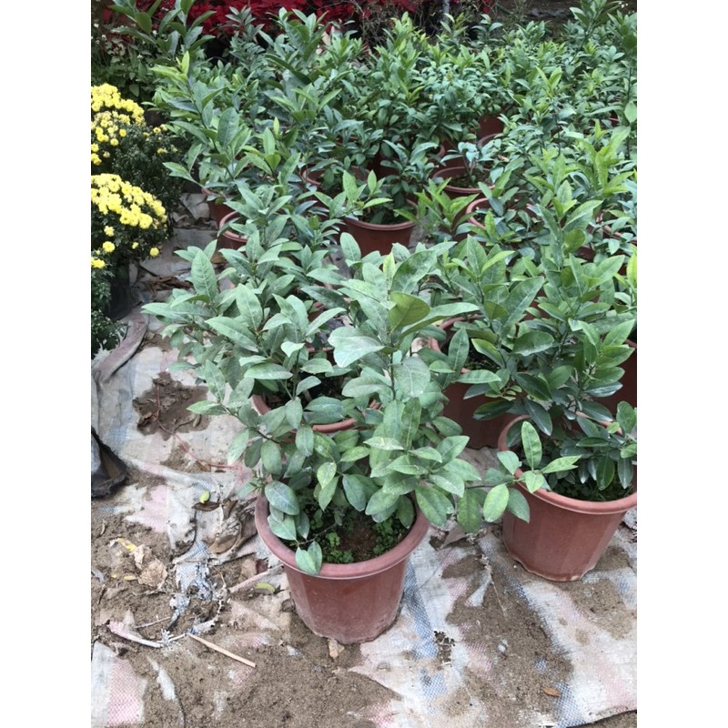 Cây chanh ta choai thơm chỉ 70k