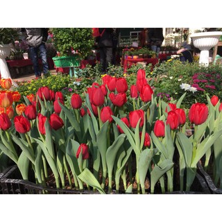 Combo 20 củ hoa tulip nhập khẩu Hà Lan