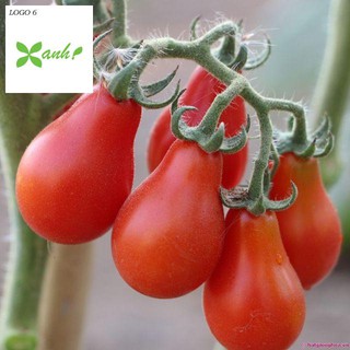 Hạt giống cà chua lê quả đỏ gói 30 hạt