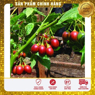 Hạt Giống Cà Chua Thân Gỗ 4 Hạt