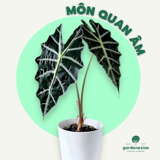 Cây môn quan âm để bàn gardenesian mini phong thuỷ kèm chậu sứ