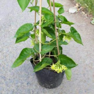 Cây thiên lý siêu bông