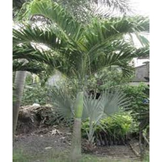 Cây Cau Trắng (Cau Thái)