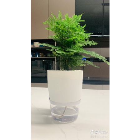 Chậu cây tự dưỡng OLiz Trắng để bàn Chậu cây mini tiểu cảnh trang trí văn phòng bàn làm việc