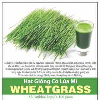 Hạt Giống Cỏ Lúa Mì (Mầm Lúa Mạch) Dễ Trồng, Nhanh Thu Hoạch, Thơm Ngon - Gói 100gr