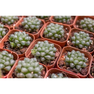 Sen đá kim cương cooperi 3-4cm