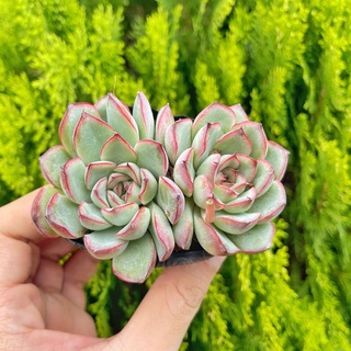 Sen đá viền đỏ 5-7cm - Vườn sen đá