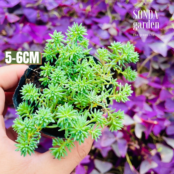Sen đá sedum cơm SONDA GARDEN size bé 5-6cm, cây cảnh trang trí nhà cửa, lỗi 1 đổi 1