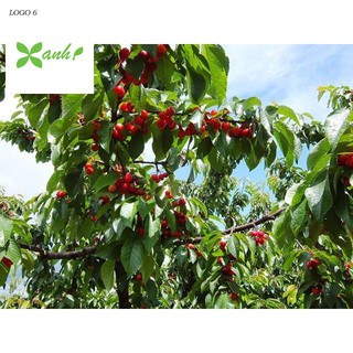 Hạt giống Anh đào (Cherry) (10 hạt)