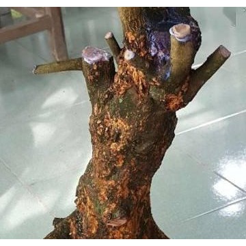 Keo Vua Tạo Xù Nu chuyên dùng để tạo Xù Cho Cây Mai Vàng