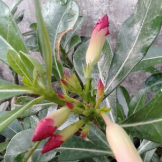 30 hạt sứ thái cánh kép nhập.