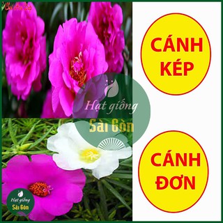 Hạt Giống Hoa Mười Giờ Cánh KÉP 50 HẠT Nhiều Màu, Bông To