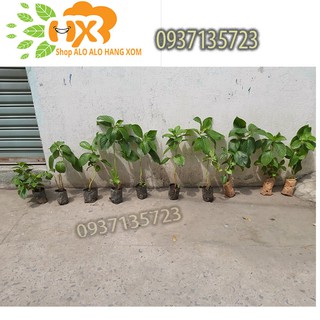 COMBO 5 CÂY GIỐNG CẨM TÚ CẦU