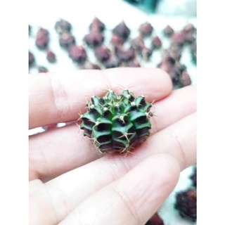 Xương rồng gym tím