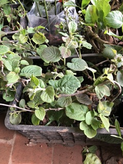 Cây giống kiwi