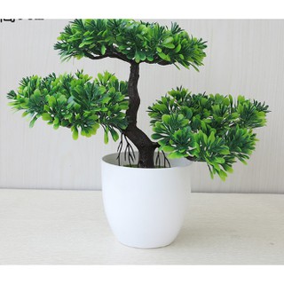 Chậu hoa bonsai để bàn