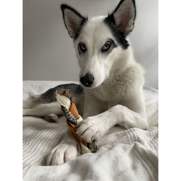 Rocco thanh gặm từ Da Bò &amp; Cá làm sạch răng miệng và massage nướu cho chó size nhỡ to &gt; 10KG