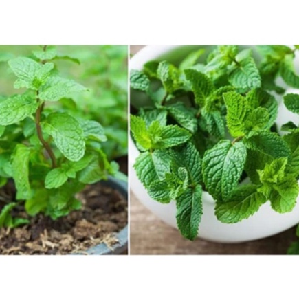 Rau Húng Bạc Hà Tươi  Loại 1cành to đẹp chuyên đung decor,nấu ăn, giâm cành 1 bó to khoảng 200g