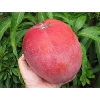cây xoài đỏ nhật bản  ( japan)