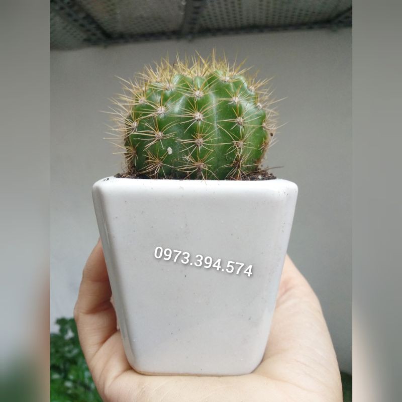 Cây Xương Rồng size 3_5cm