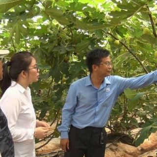 Combo 2 Cây 🌲 Sung Mỹ...