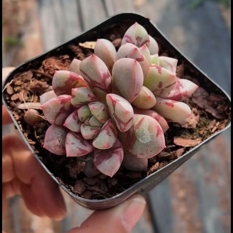 (Sale 50%) Sen đá huyết long rất đẹp -lạ