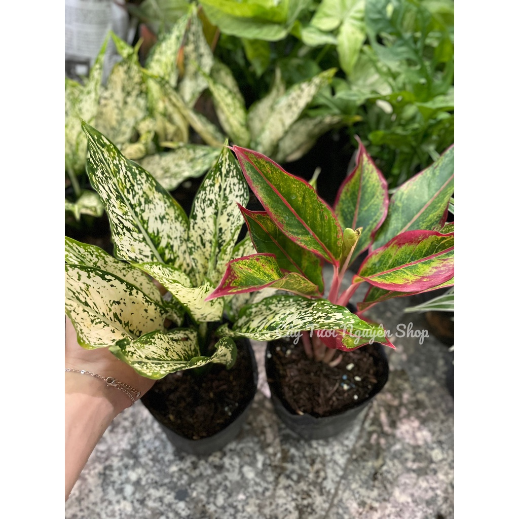 COMBO 2 CHẬU  Chậu 1 thân ,, cây Trong nhà, kiểng lá mini để bàn GIÁ RẺ, Cây Tươi Nguyên