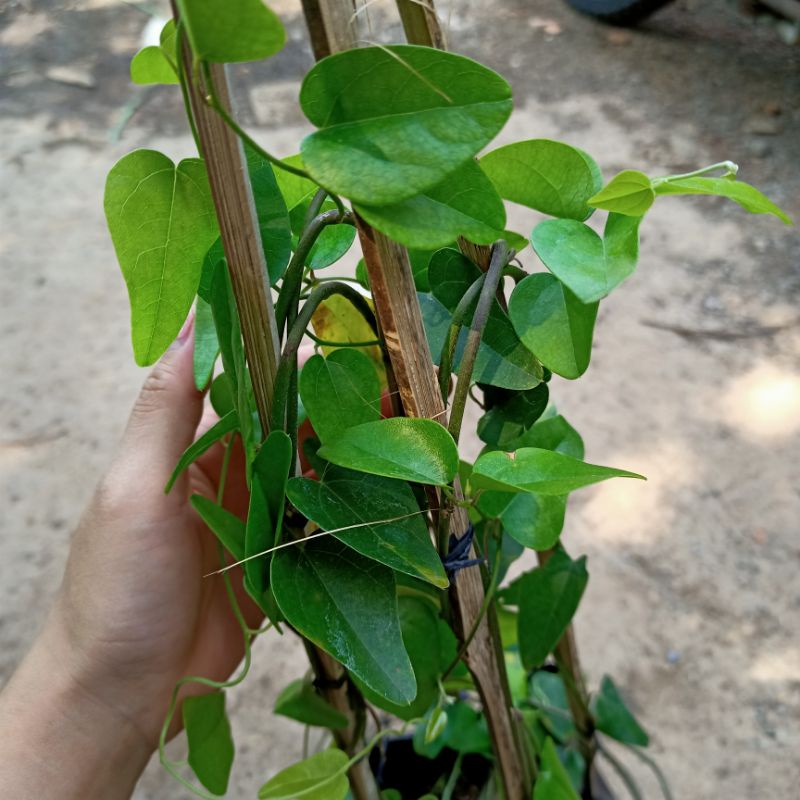 Chậu cây sương sâm trơn cây trưởng thành - ship toàn quốc