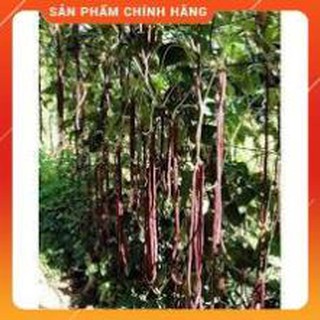 HẠT GIỐNG ĐẬU ĐŨA TÍM GÓI 3GR