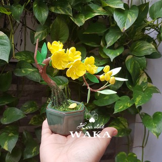 Bonsai Mini- Mai Vàng Mini 01