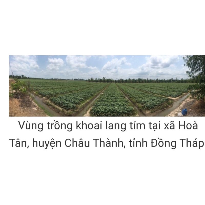 NUI KHOAI LANG TÍM HỮU CƠ FUMA 500G ĂN KIÊNG GIẢM CÂN