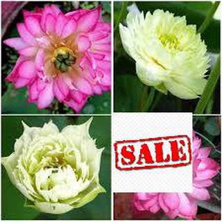 5 hạt giống sen cung đình 5 màu SALE