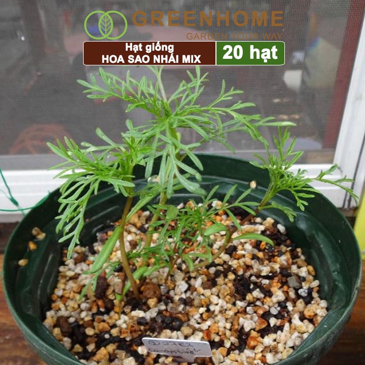 Hạt giống hoa Sao nhái mix Greenhome, gói 0,5gr, dễ trồng, sai hoa, màu rực rỡ H02